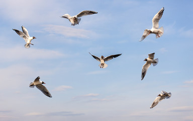 Fototapeta premium flock of seagulls in flight