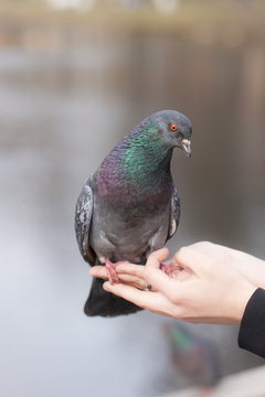 pigeon sitting on a human hand