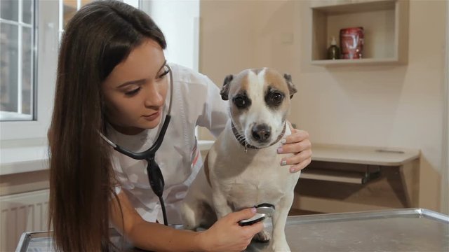 Young female vet using stethoscope to check up the dog. Pretty caucasian woman putting the resonator of stethoscope on the dog's chest. Female caucasian veterinarian approving the health of the dog by