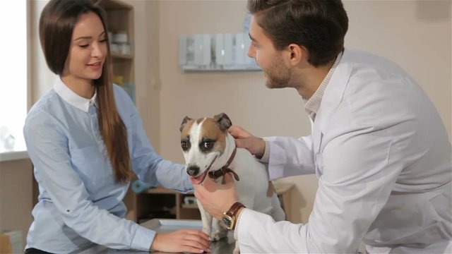 Male veterinarian querying woman about her pet. Pretty caucasian woman answer on vet doctor's questions. Attractive brunette man holding his hands on the dog's head