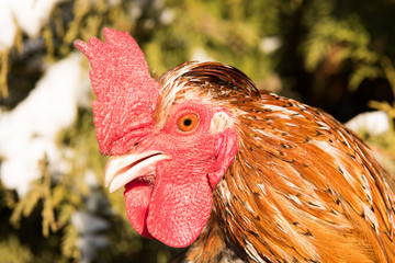 cock in Santa hat new in 2017