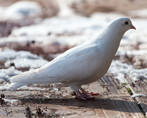 white dove in nature in winter