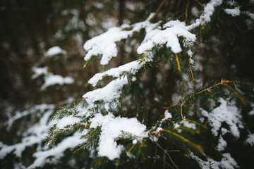 Winter forest. Fir tree in snow in winter frosty day. Close-up.