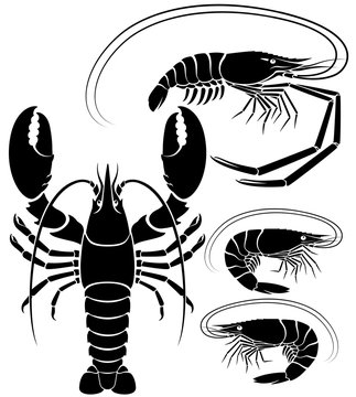 Lobster shrimp and prawn. Vector Illustrations.