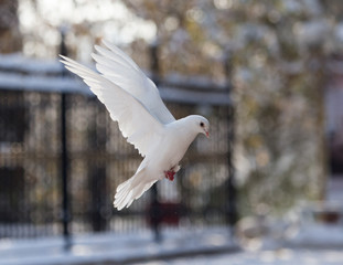 white dove in flight in the park