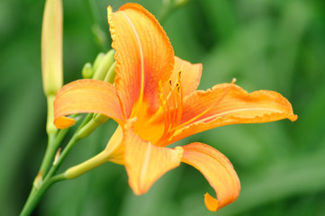 Fototapeta premium Flowers