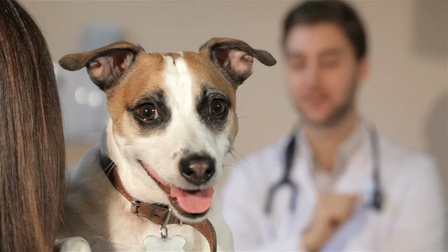 Woman holding her dog on her shoulder. Woman standing backwards with dog on her shoulder. Close up of the dog on the shoulder of it's owner against background of vet doctor