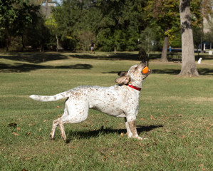 Happy dog caught an orange tennis ball