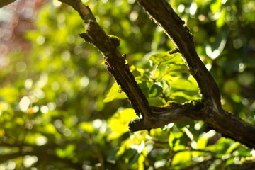 Apfelbaum im Spätsommer