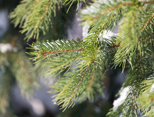 pine in snow in winter