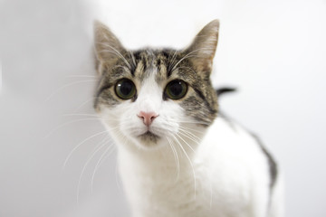 portrait of a young cat. toned,