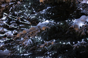winter night blue Christmas lights on pine trees