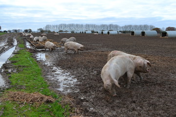pigs mud pens field 