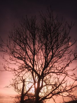 Blätterloser Baum vor Wintersonne © hean