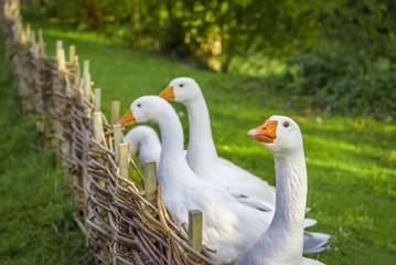 Goose looking at camera - Funny white goose stretching its neck over wattled twig fence from a small german bird farm - obrazy, fototapety, plakaty