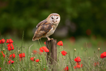 Owl in Poppy Field