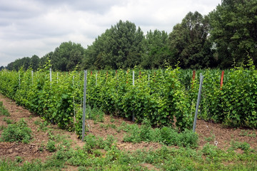 Fototapeta premium Young grape culture, romanian vineyard