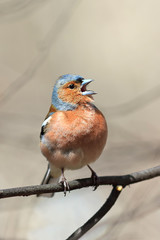 spring bird Chaffinch sings sitting in the Park on a branch