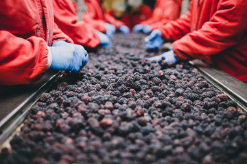 People at work. Unrecognizable workers hands in protective blue gloves make selection of frozen blackberries. Factory for freezing and packing of fruits and vegetables. Low light and visible noise.