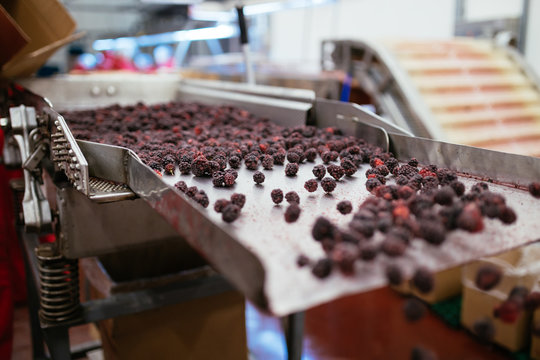 Food industry. Line for calibration of frozen blackberry fruits. Blurred group of unrecognizable workers in background.