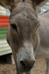 donkey potrait closeup from frontside