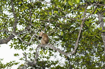 Monkey sitting on a tree branch at mangrove forest