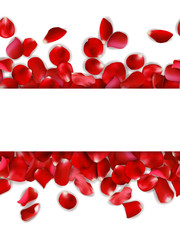 Seamless banner of red, pink rose petals on a white background, vector illustration
