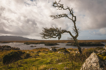 Fototapeta na wymiar A solitary hawthorn tree on a County Galway moor, Ireland. 
