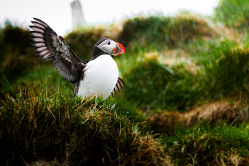 Papageientaucher mit ausgebreiteten Flügeln