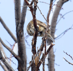 Cuckoo on the tree in winter