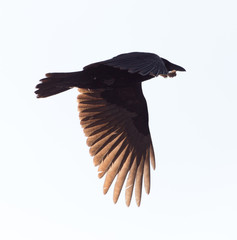 crows flying in the sky