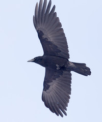 crows flying in the sky