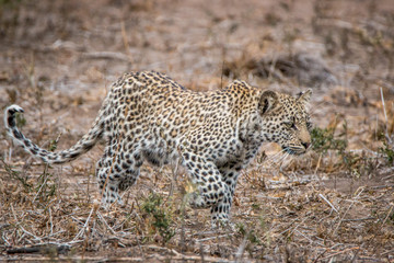 Fototapeta na wymiar Leopard walking in the Kruger National Park, South Africa.