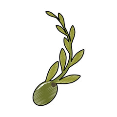 Obraz premium olive and branch icon image vector illustraton design 