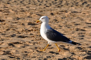 Fuerteventura - goeland