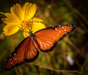 Fototapeta na wymiar Autumnal Butterfly
