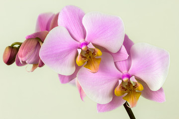 Fototapeta na wymiar Pastel rosa orchid