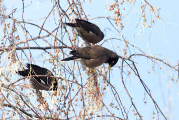 Starling on a tree in winter