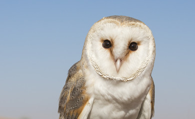 Barn owl on a glove in a desert near Dubai