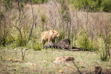 Lion eating in the Kruger National Park, South Africa.
