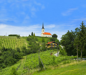 Sveti Urban, vicinity of Maribor, Slovenia, Europe - hill with vineyard and small christian church...