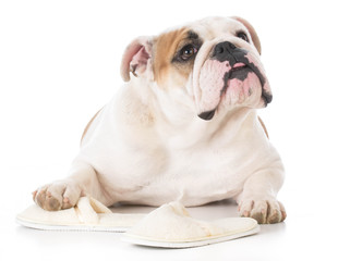 dog chewing on slippers