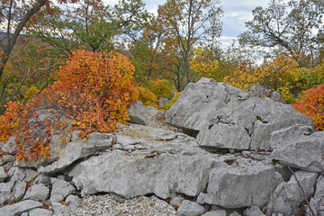Autumn colours on display in the Carso karst limestone area of Friuli, near Aurisina in north east Italy.
