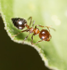ant in nature. macro