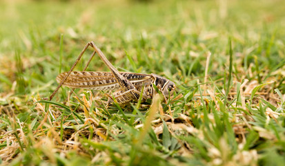 grasshopper in nature. macro