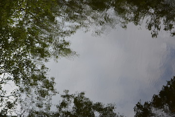Obraz na płótnie Canvas reflection of trees in the pond, frame, nature, landscape, wallpaper