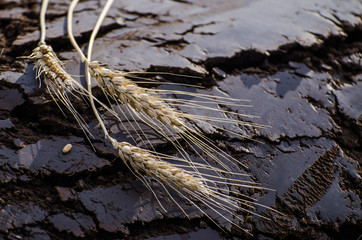 Magic of Soil and Wheat