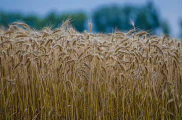 Magic of Soil and Wheat