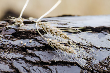 Magic of Soil and Wheat