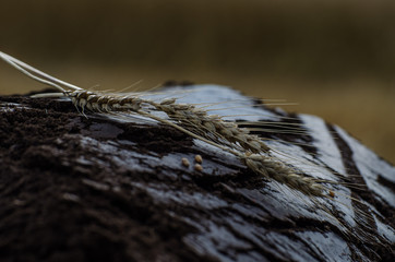 Magic of Soil and Wheat